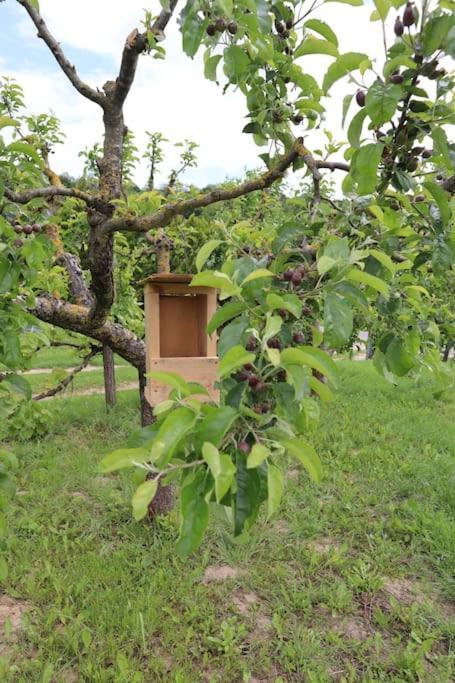 Apartamento Szajkó Vendégház Mucsi Exterior foto